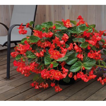 Begonia x Benariensis BIG DeLuXXe