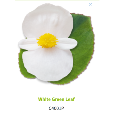 White Green Leaf 