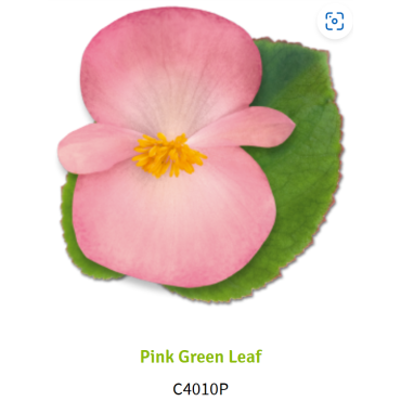 Pink Green Leaf 