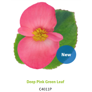 Deep Pink Green Leaf 