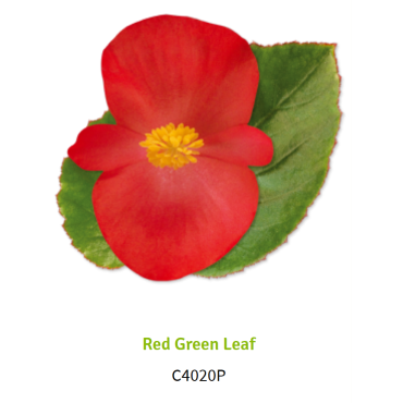 Red Green Leaf 