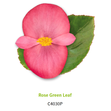 Rose Green Leaf 