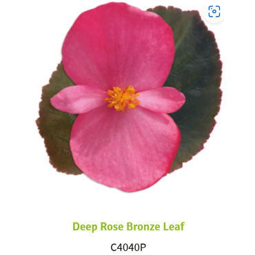 Deep Rose Bronze Leaf 