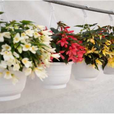 Begonia boliviensis Groovy