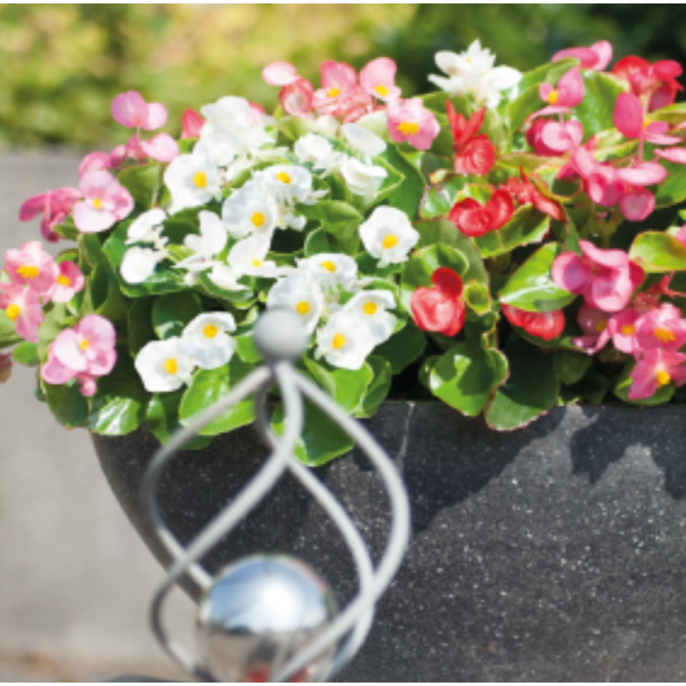 Begonia Semperforens Sprint Plus