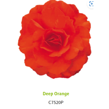 Deep Orange 