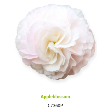 Appleblossom 