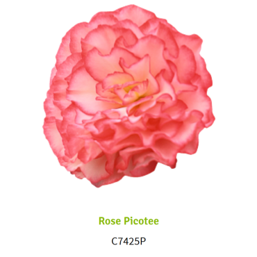 Rose Picotee 