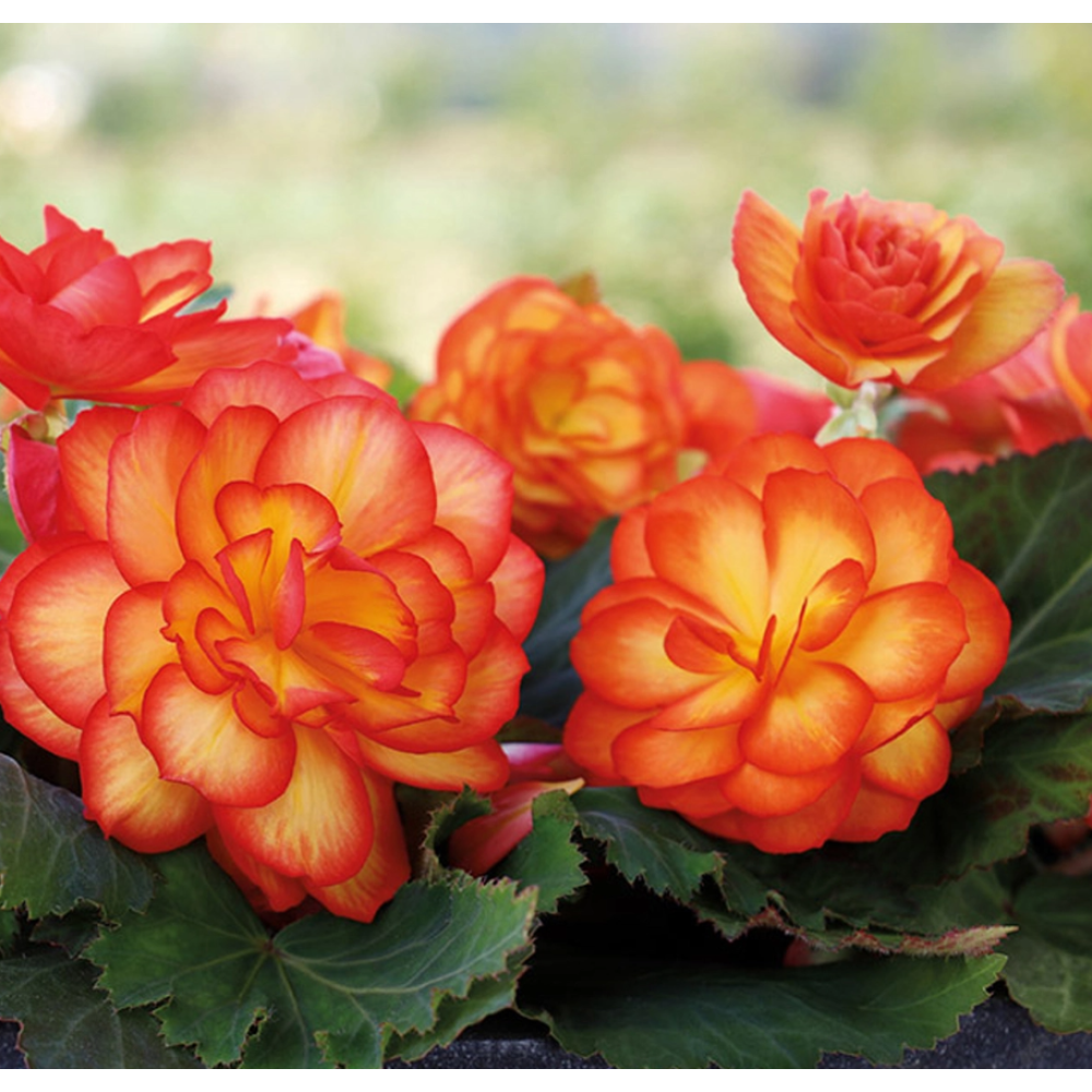 Begonia tuberhybrida NonStop