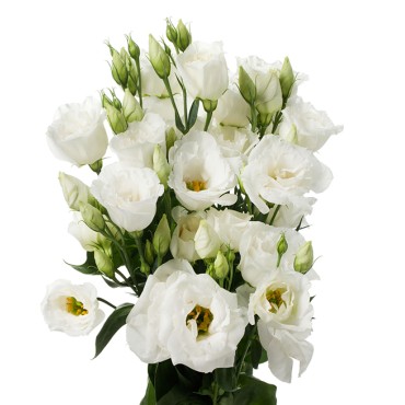 Eustoma (Lisianthus) Cessna