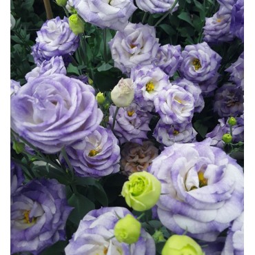 Eustoma (Lisianthus) LisAdora®