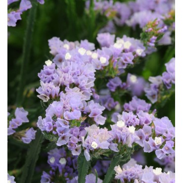 Limonium sinuatum QIS