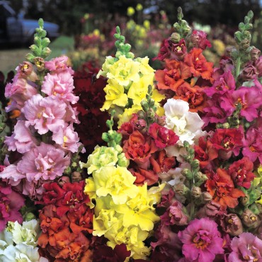 Anthirrium Majus  (Snapdragon) Madamme Butterfly