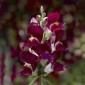 Anthirrium majus (Snapdragon) Snaptini