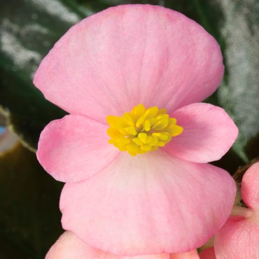 Bronze Leaf Pink 