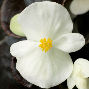 Bronze Leaf White 