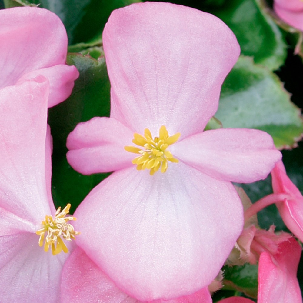 Begonia Semperforens Eureka