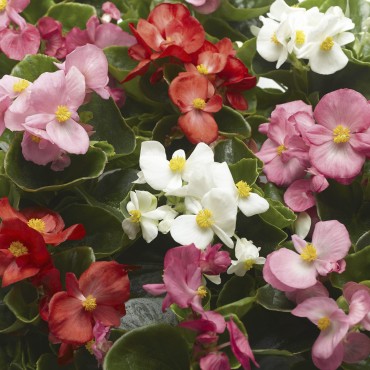 Begonia Semperforens Top Spin