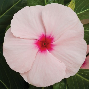 Catharanthus roseus (Vinca) Cora XDR