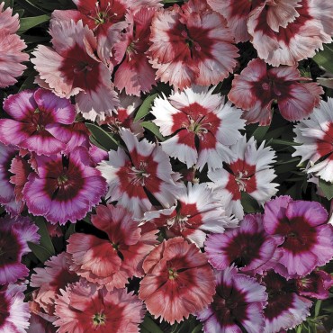 Dianthus chinensis Super Parfait