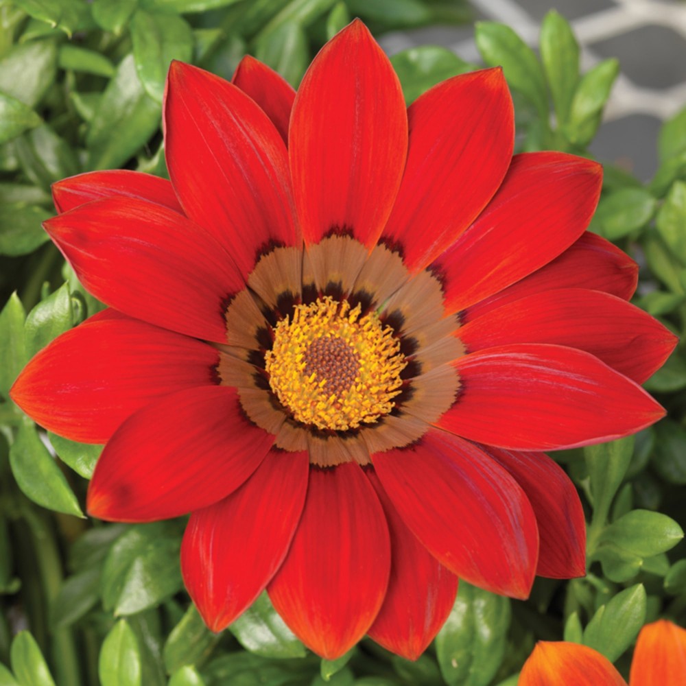 Gazania Rigens Gazoo