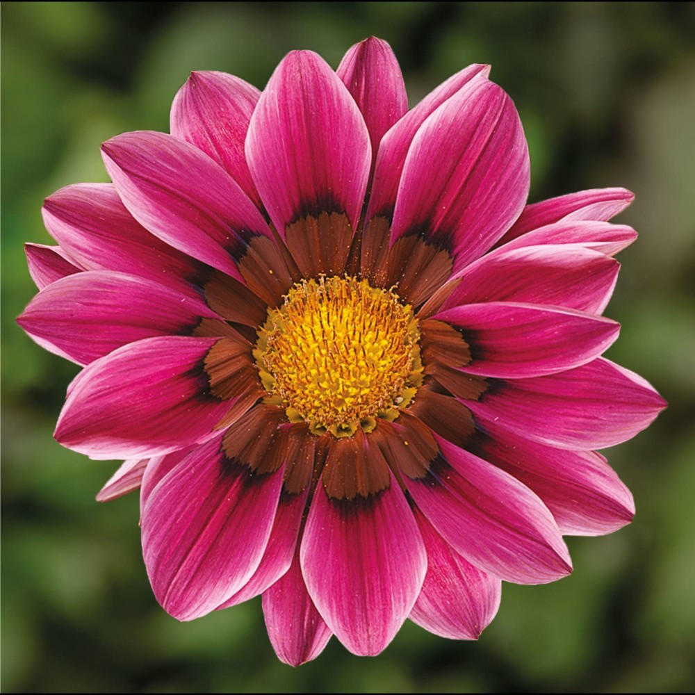 Gazania Rigens Kiss