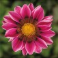 Gazania Rigens Kiss