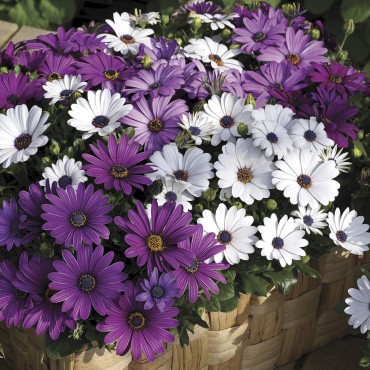 Osteospermum ecklonis Asti