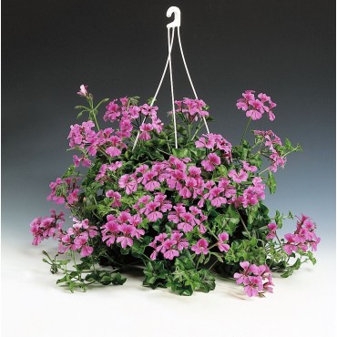 Pelargonium peltatum (Geranium trailing) Tornado