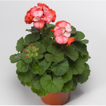 Pelargonium x hortorum (Geranium) Maverik