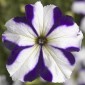 Petunia grandiflora Tritunia