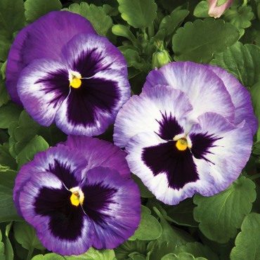 Viola Wittrocknia (Pansy) Colossus