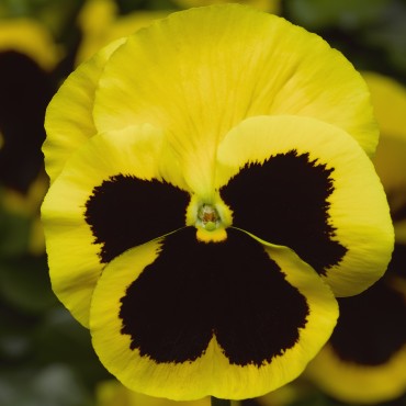 Viola Wittrocknia (Pansy) Delta Pro