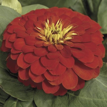 Zinnia Elegans Magellan